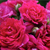 Różowo - biały - Róże pnące ramblery - Super Excelsa